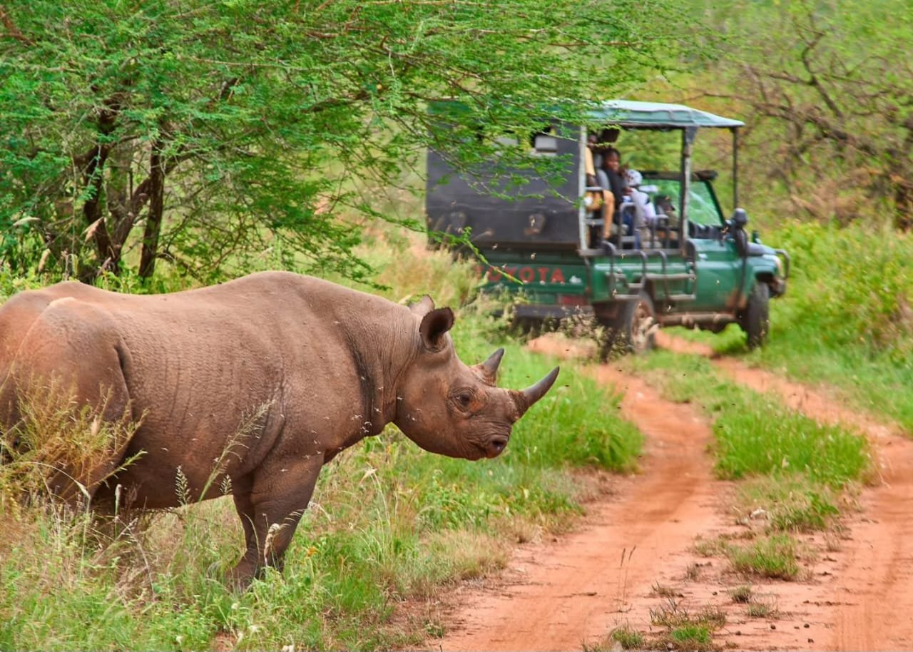 Northern Safari Experience